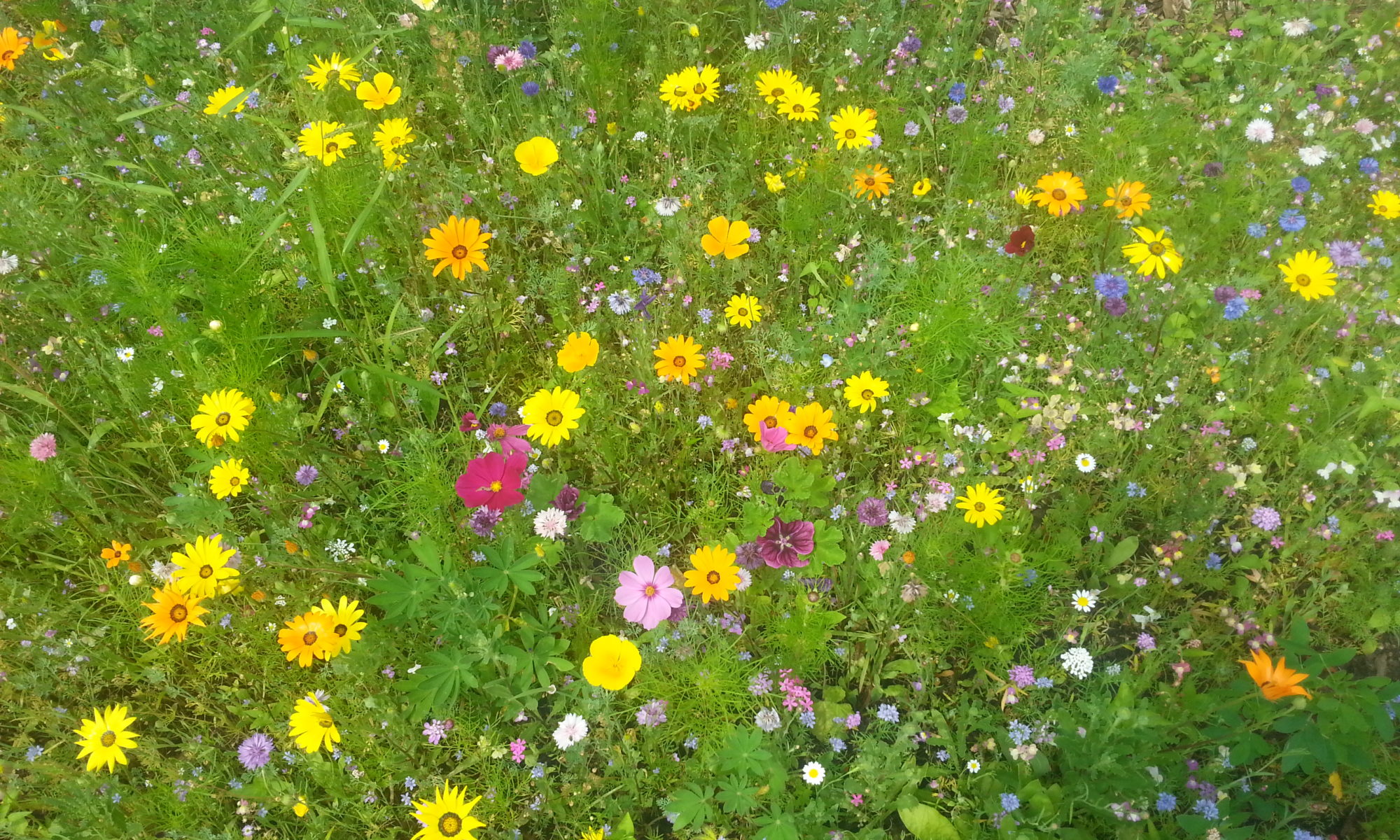 Hintergrund: Blumenwiese